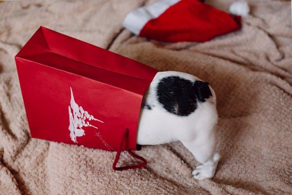 Un chien fouille un sachet